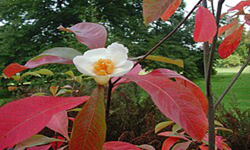 Top 10 Rarest Trees in the World – Nature’s Living Treasures
