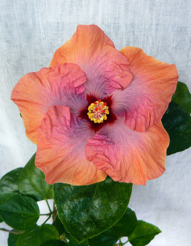 Tahitian Lavender Topaz  6.1.2023