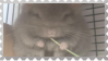 made by @transmascgarfield on tumblr