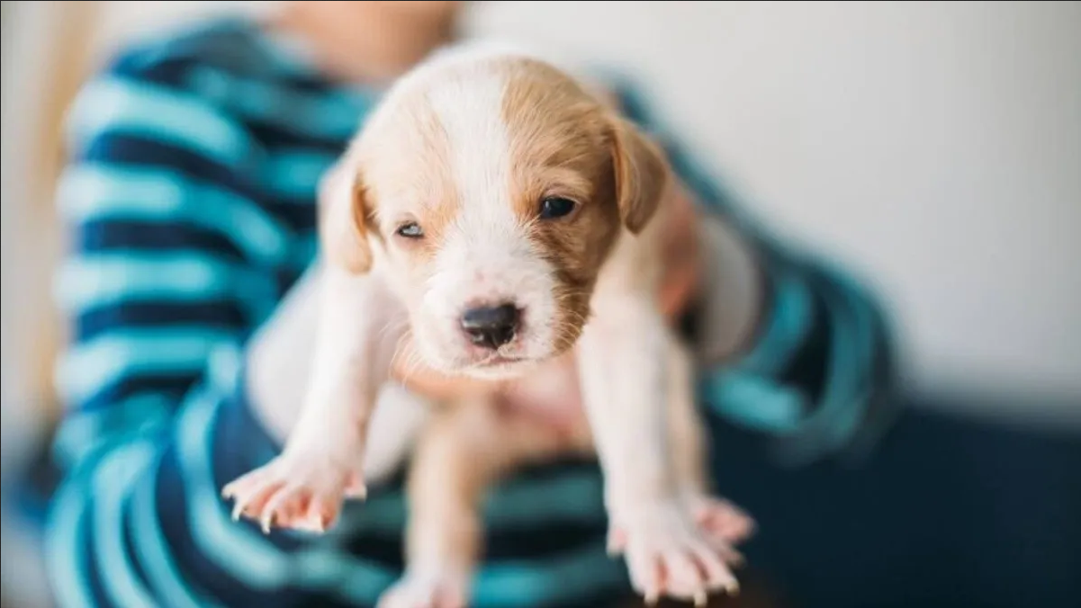 Niño da en adopción a su perrito para protegerlo del maltrato y se reencuentran 4 años después