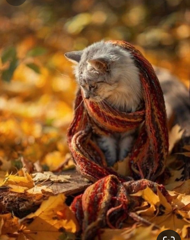 Screenshot_20231117_203050_Pinterest