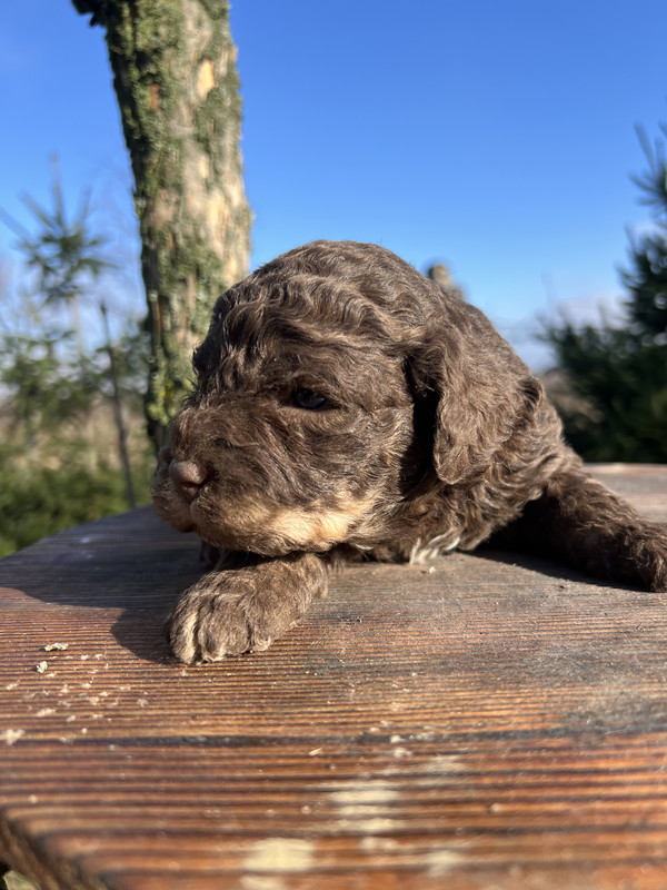 Lagotto Romagnolo female puppy – Litter F 2025 – close-up portrait, dark brown coat with tan accents – photo 3, 21 days old