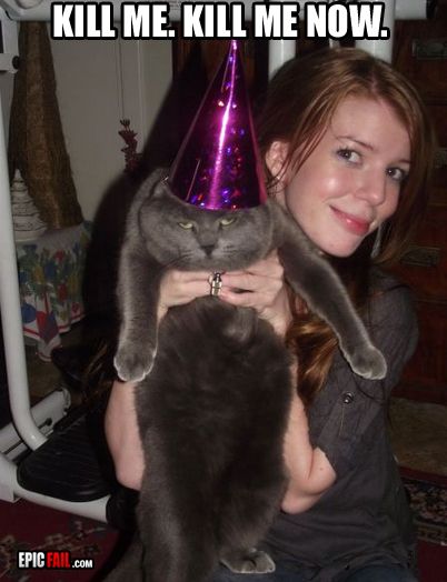 Cat Humor #8