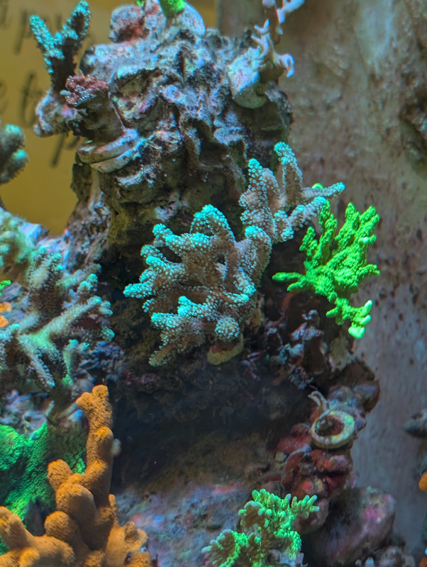 PXL 20260226 201535721 MP