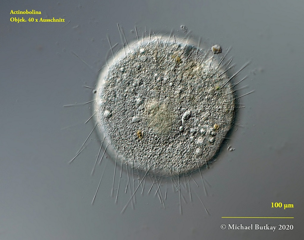 Actinobolina_Bild3