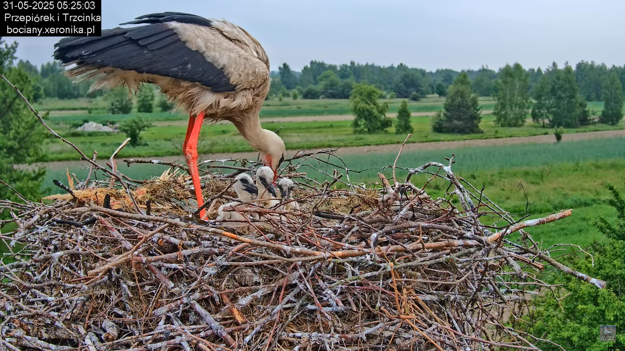 31052025bociany4