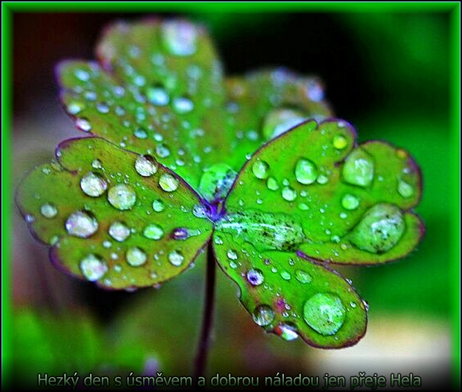 den9.8.2023lístekkapkyúpr