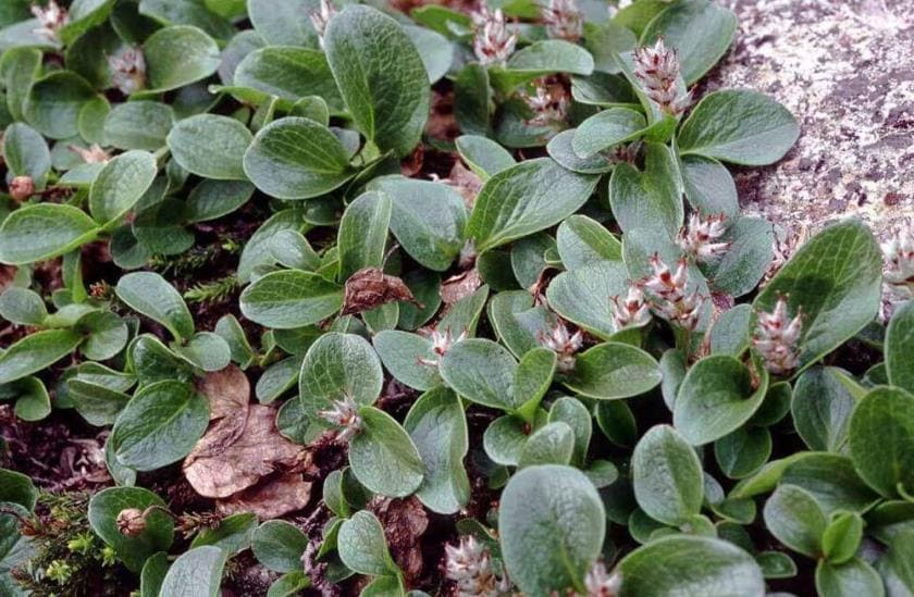 Ива арктическая - Salix arctica Pal