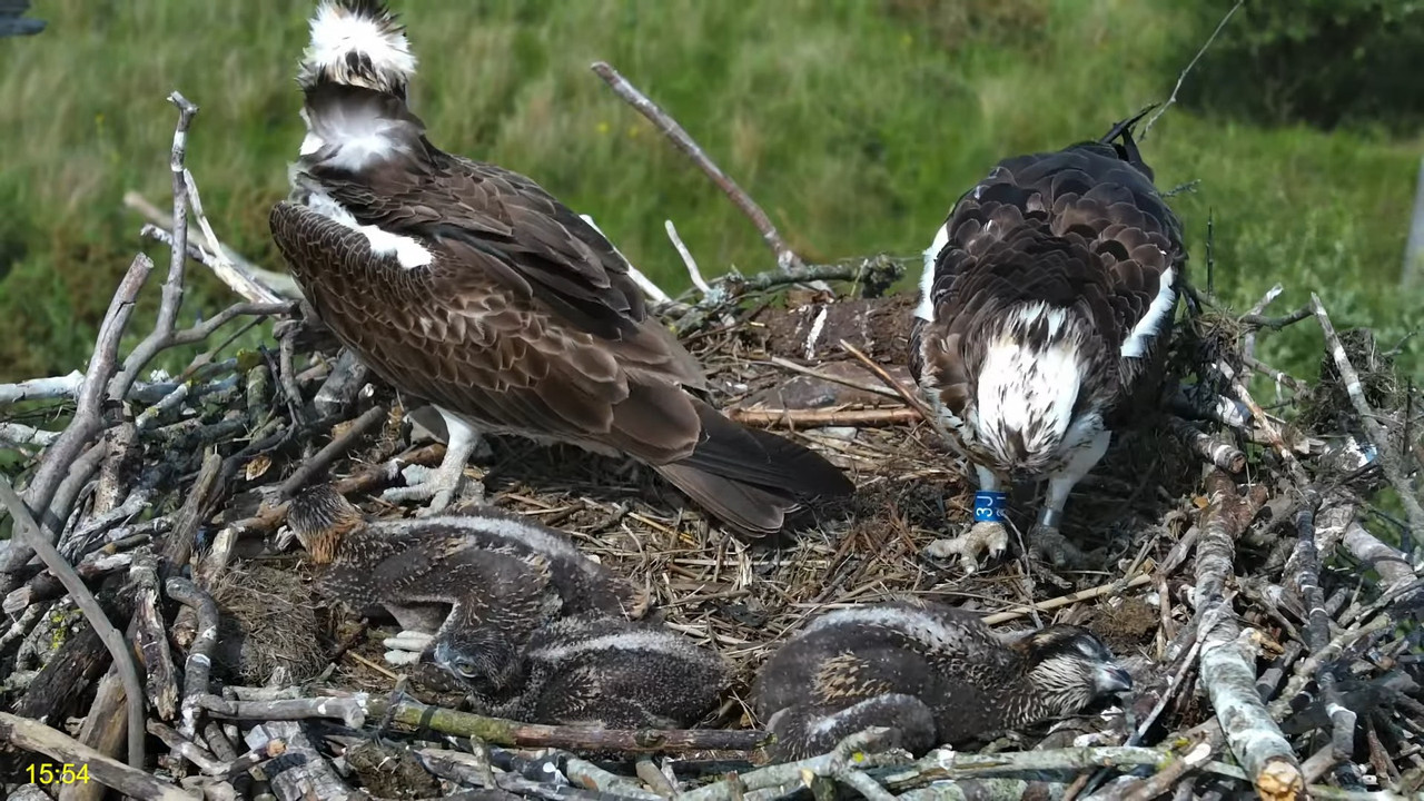 🦅 Dyfi Osprey Project (WALES)_ LIVE STREAMING 2025 in 4K 🦅 8-2-50 screenshot