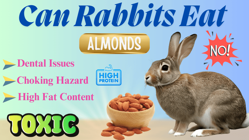 Can Rabbits Eat Almonds Can Rabbits Eat Almonds
