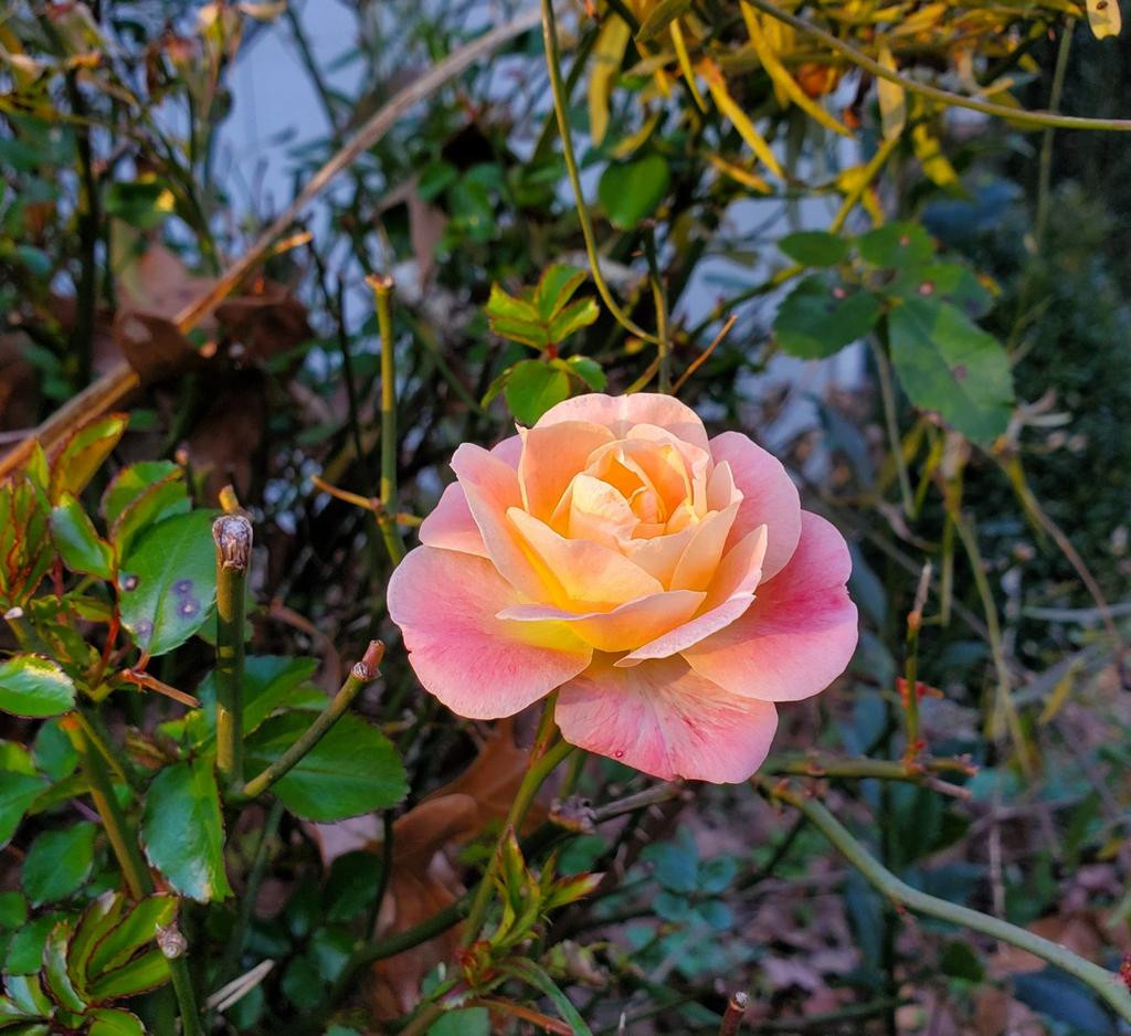 [Image: 20251227XH164817.jpg]