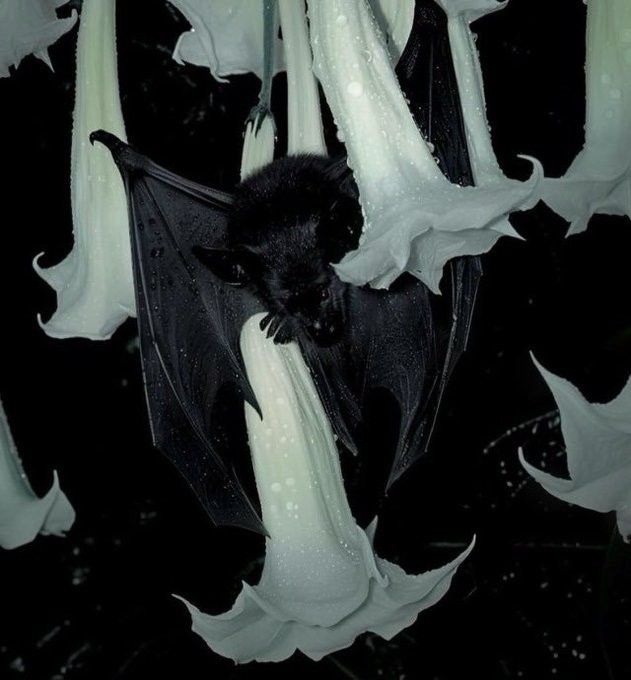 Chauve souricus