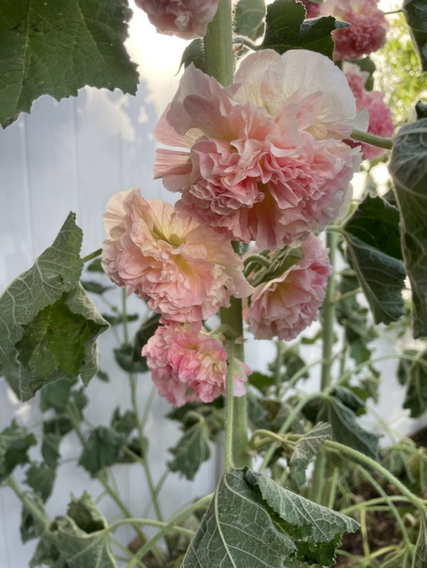 2D83190E-DF9E-4833-8214-2634B39B0B0D_1_105_c