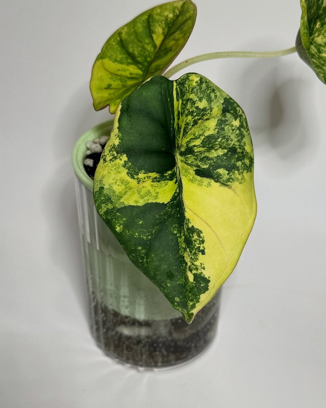 Alocasia Nebula Imperialis Aurea Grade A Variegated 2months by @plantsbyfaber