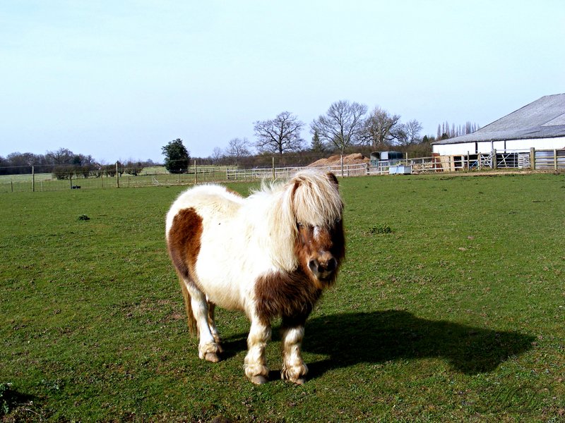 animals-shetland-pony-HD.jpg