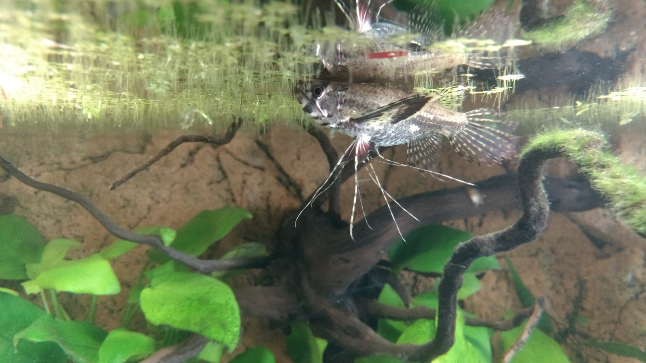 IMG_20180306_141741435