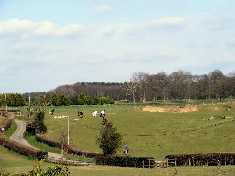 horses-1-jpg-original.jpg