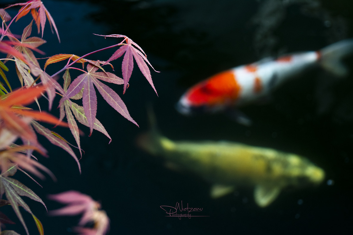 WBC_9543-sml