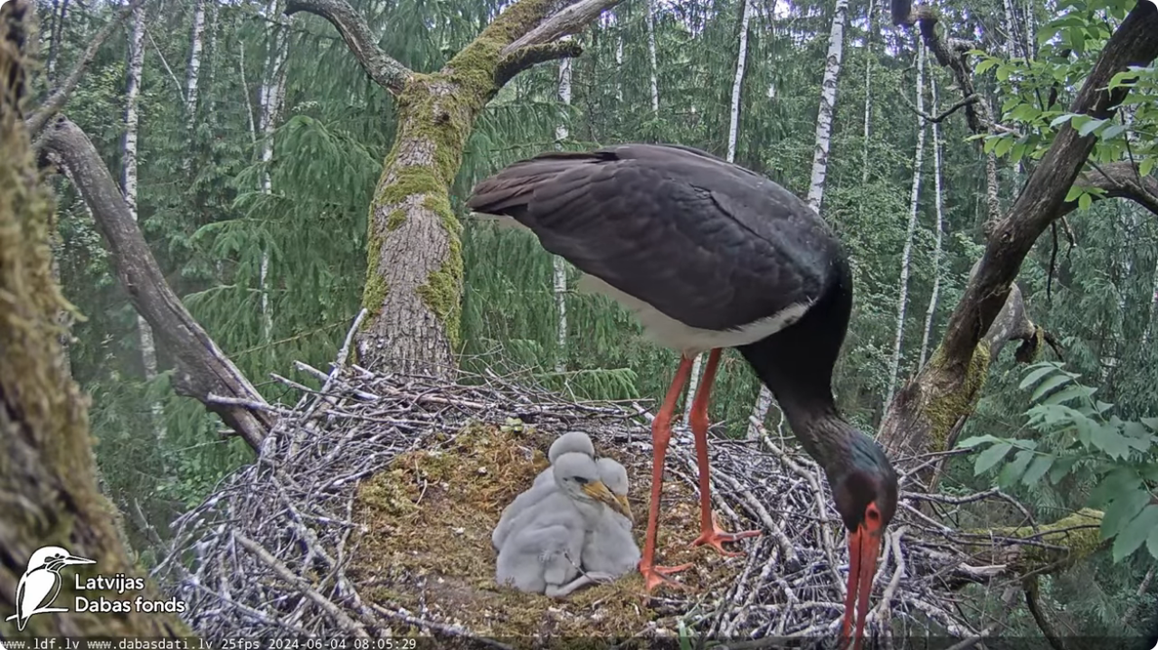Screenshot 2024-06-04 at 07-21-58 (1) Melnais stārķis (Ciconia nigra) Ogres novadā - LDF tiešraide -