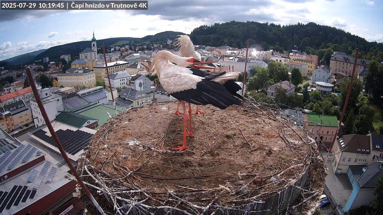 Tiešraide no stārķa ligzdas uz alus darītavas skursteņa Trutnovā 13-19-20 screenshot