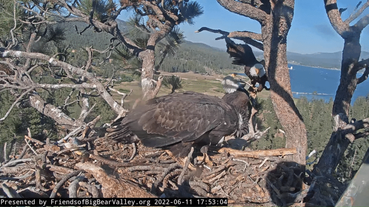 Webp.net-gifmaker (1)