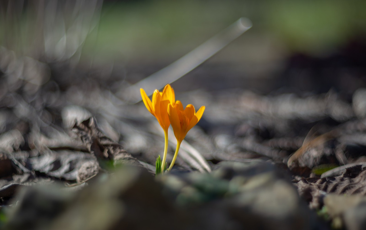 IMG-6ba329fb0a511beb18f5d1eabe941b91-V
