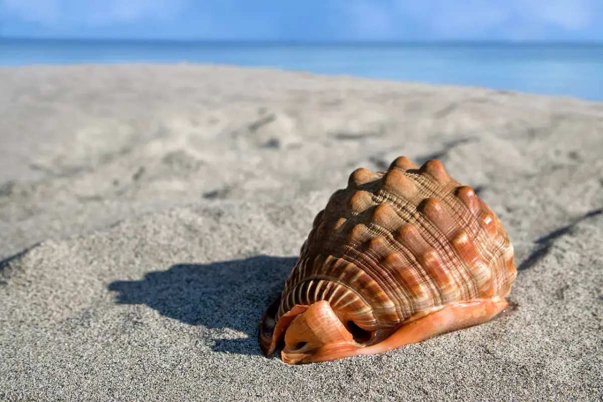 Brown-sea-shell-6495338-1280.webp