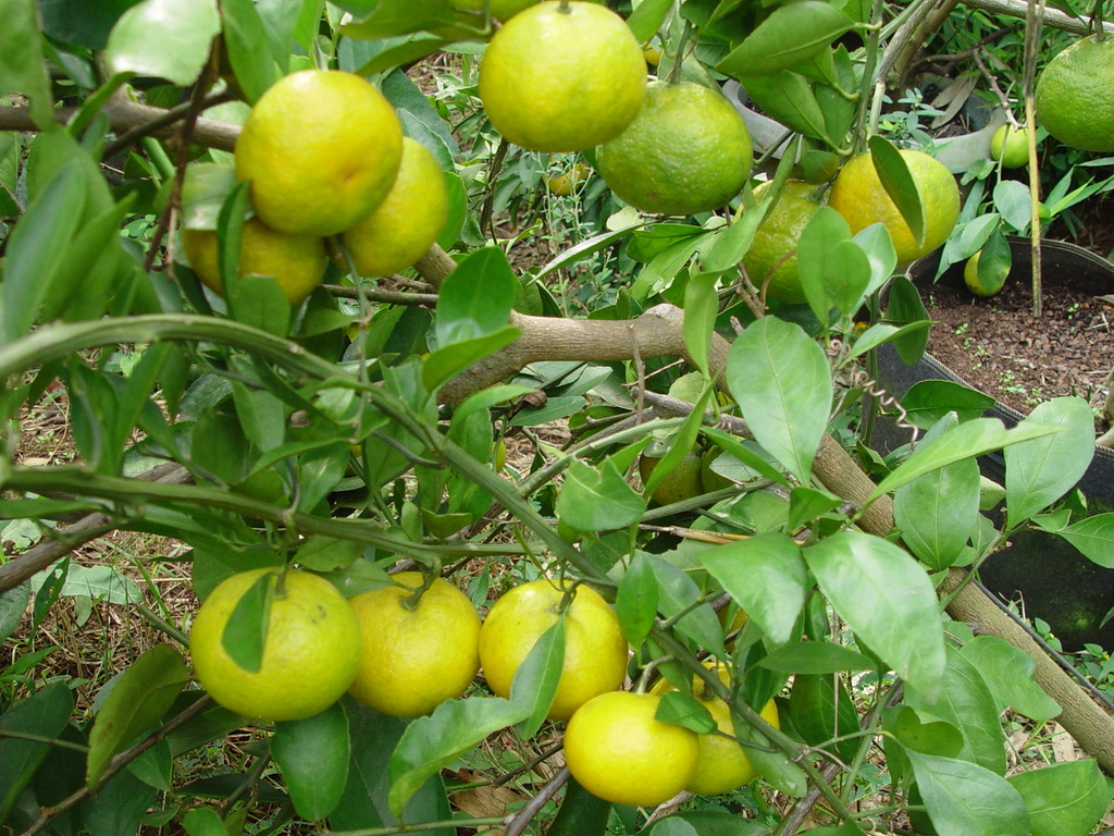 DF908407-47E5-45CE-9241-3B1A31F2D0CE_1_105_c