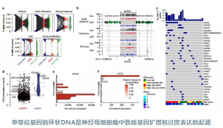 环状DNA_2