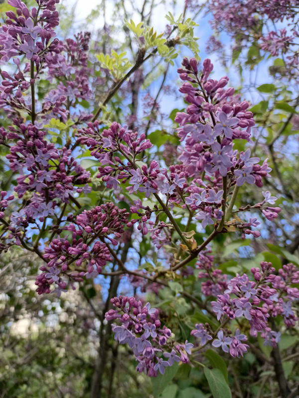 IMG_20240523_094408_371