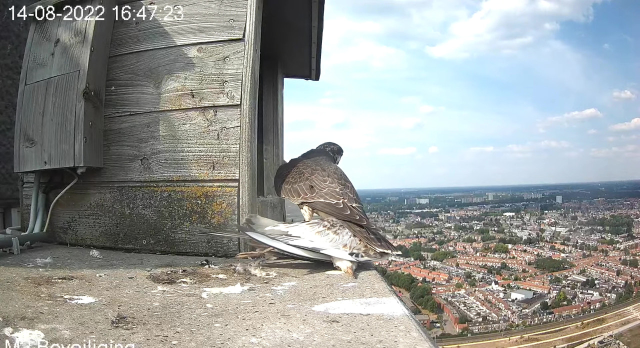 Tilburg/Westpointtoren - Pagina 17 Video-2022-08-14-170947-Moment-3