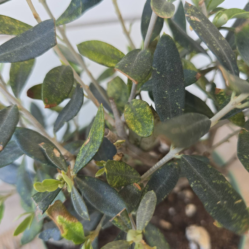 viber_изображение_2025-06-13_19-40-55-008