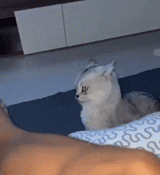 daily-gifdump-3406-12.gif