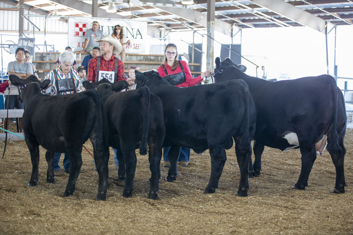 NYSF - 2023 Breeders Herd - Best 4 hd - 1st