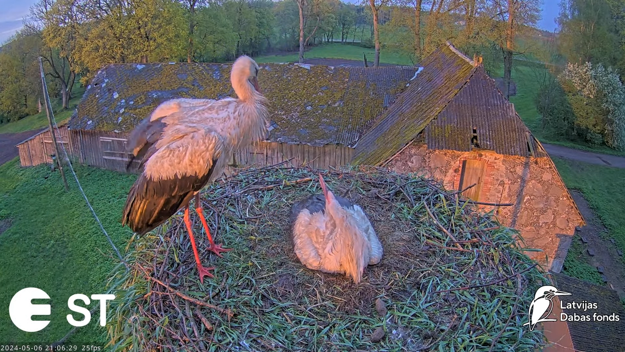 Baltie stārķi (Ciconia ciconia) Tukuma novadā - LDF tiešraide __ White storks in Tukums, Latvia 12-3