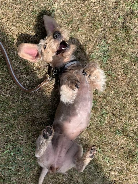 [Image: 763612-C4-6182-433-B-B6-F5-5235-D35-B716-A.jpg]