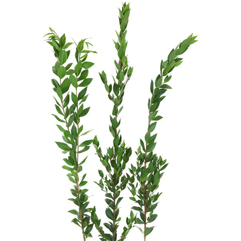 slide 43