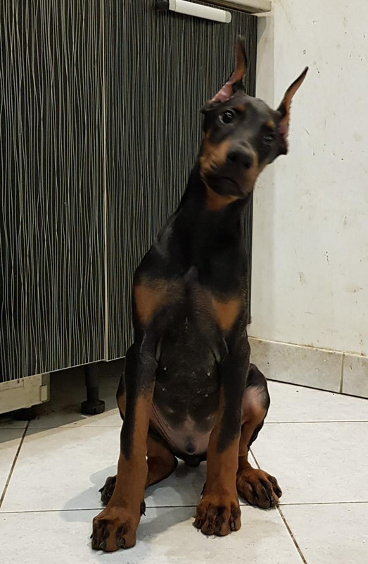 Аврорин сынок