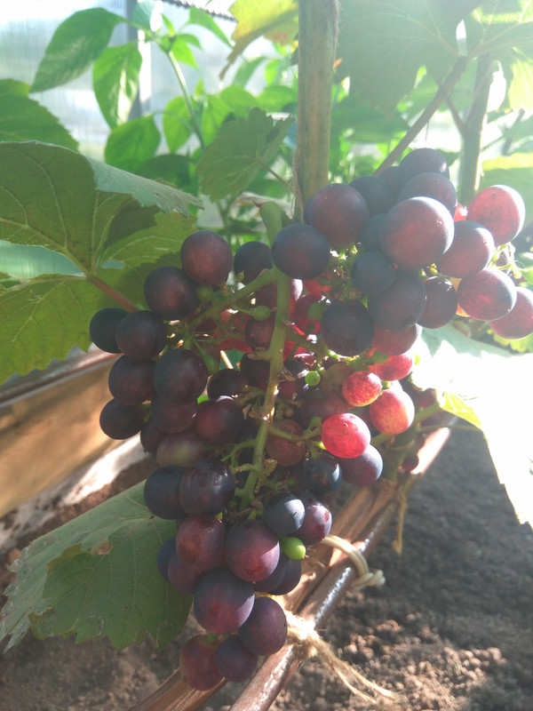 Эстер 28.07.2018дддд