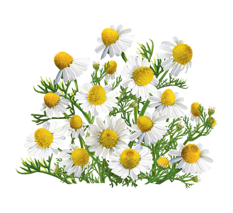 romashka