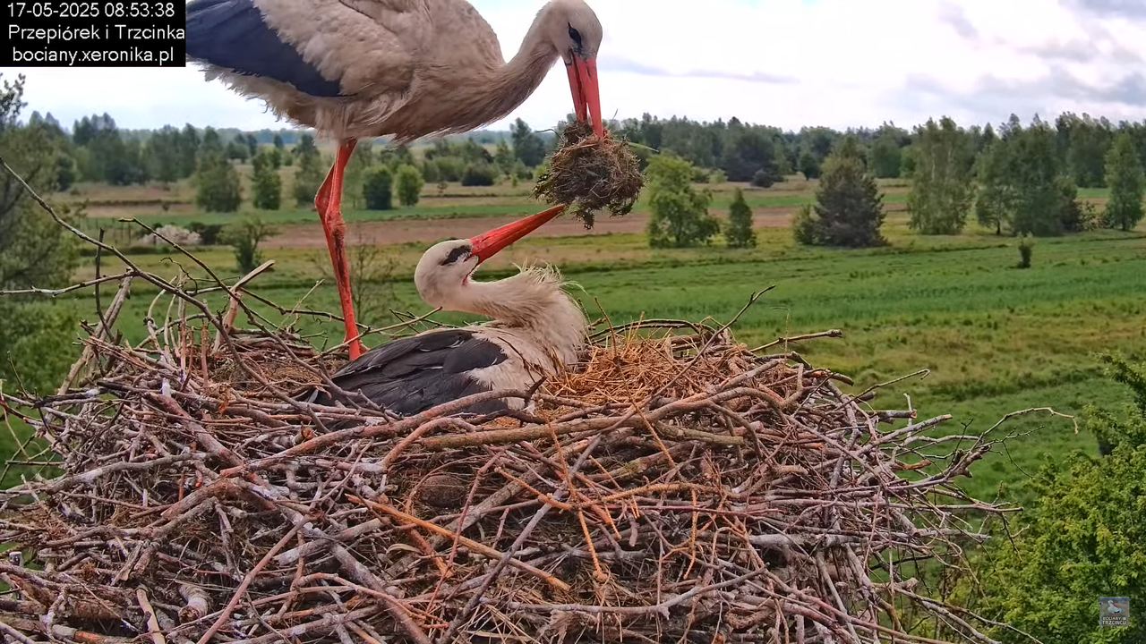17052025bociany14