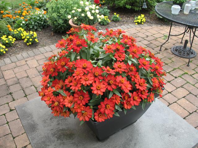 Lawn and Gardens 07.25.2018  (3)