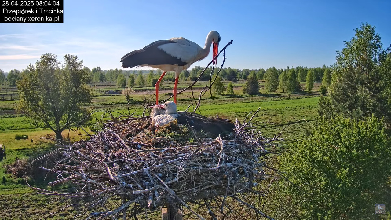 28042025bociany12