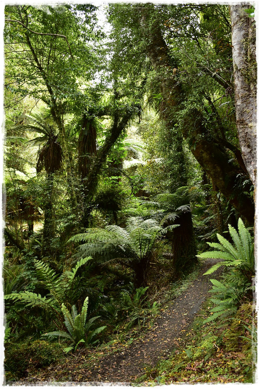 Escapadas y rutas por la Nueva Zelanda menos conocida - Blogs de Nueva Zelanda - Stewart Island:  kiwis, Coast to Coast y unos días en Oban (febrero 2021) (36)