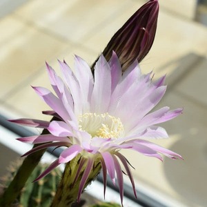 IMG-1996.jpg