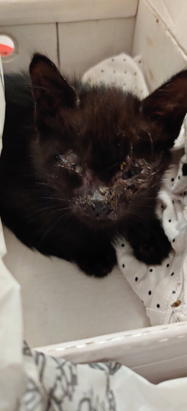 изображение_viber_2020-10-18_00-39-441