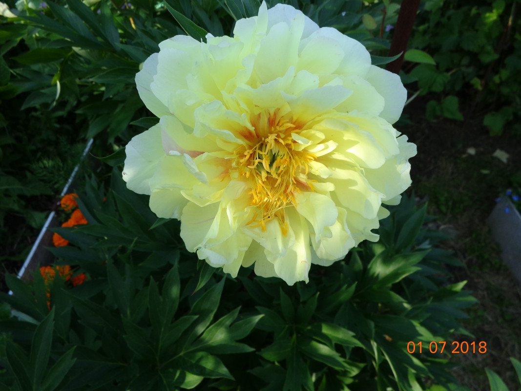 лемон дрим крупно