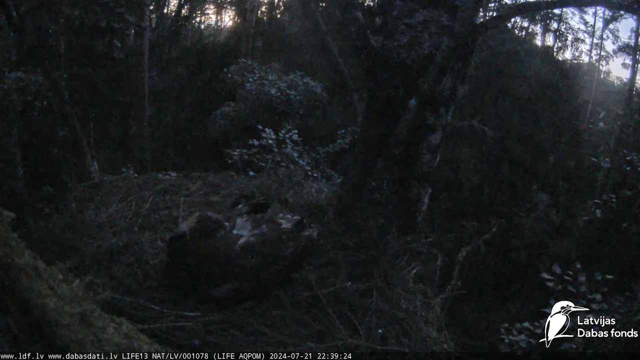 Mazais ērglis (Clanga pomarina), ligzda bērzā - LDF tiešraide 16-34-48 screenshot