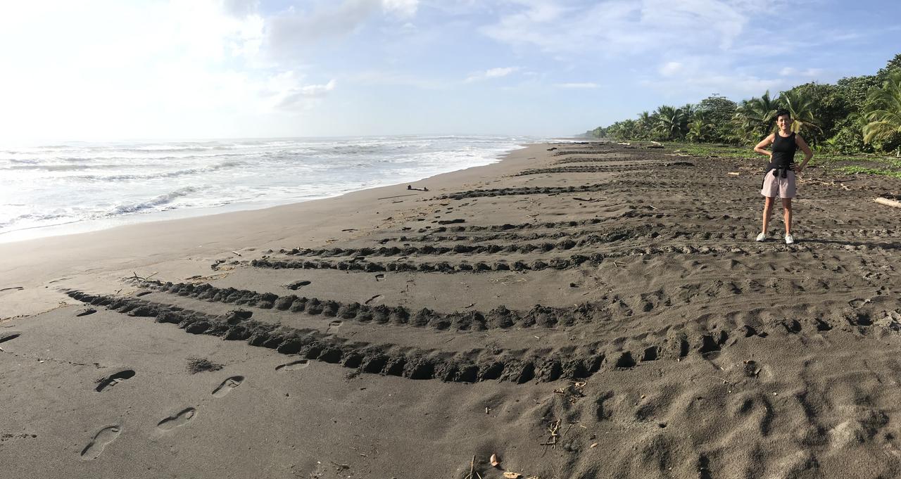 DIA 4: PRIMER DÍA EN PUERTO VIEJO - DE TORTUGAS Y PEREZOSOS. COSTA RICA 2019 (1)