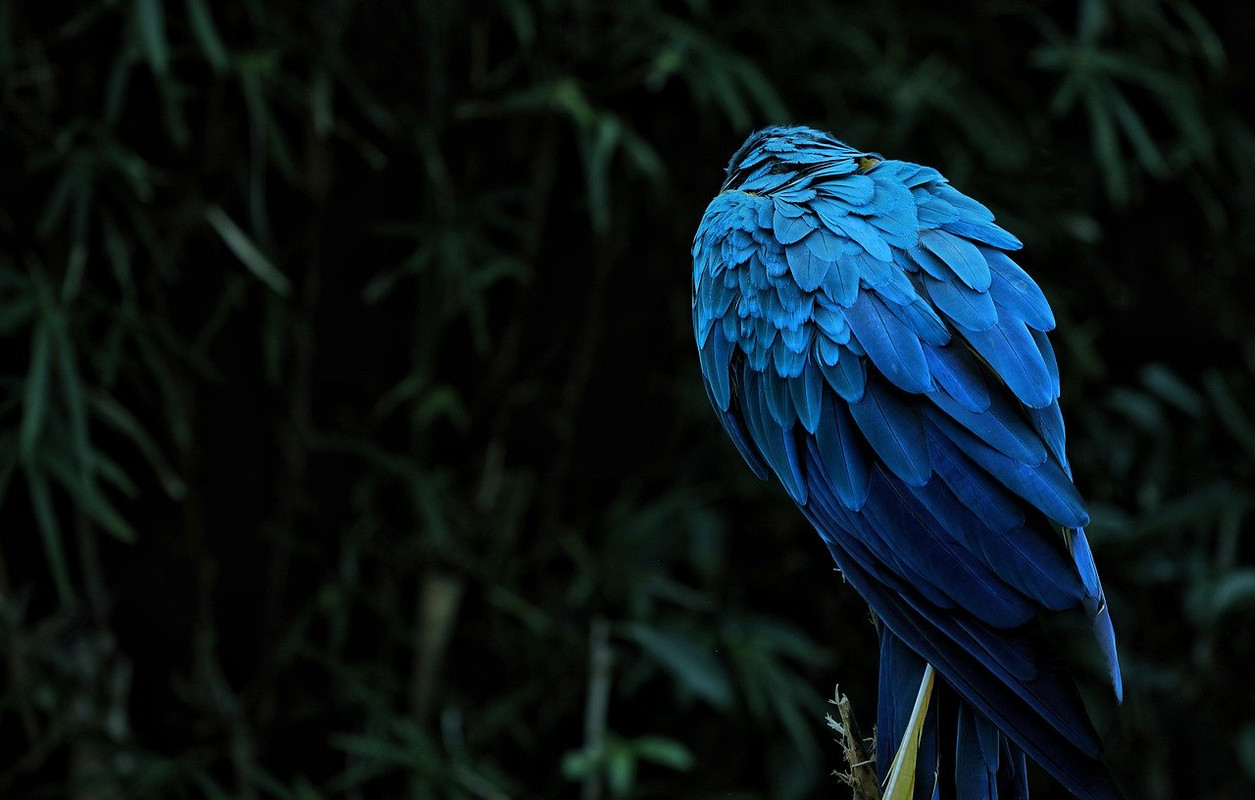 macaw-4448598_1280